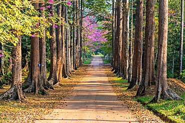 Blooming flowers, Kisantu botanical gardens, Kisantu, Democratic Republic of the Congo, Africa