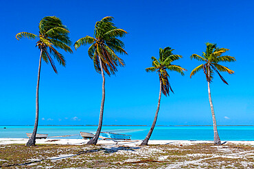 White sand beach, Anaa atoll, Tuamotu archipelago, French Polynesia, South Pacific, Pacific