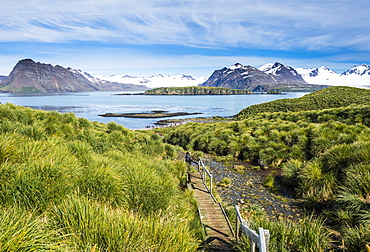 Walkway on Prion Island, South Georgia, Antarctica, Polar Regions