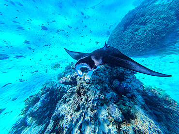 Manta Ray (Mobula), Maupiti, Society Islands, French Polynesia, South Pacific, Pacific