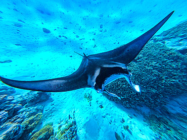 Manta Ray (Mobula), Maupiti, Society Islands, French Polynesia, South Pacific, Pacific