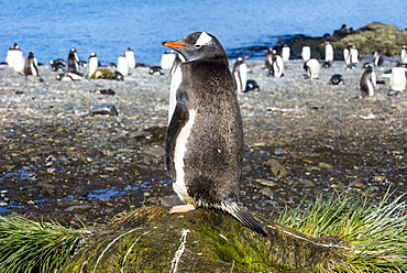 Gentoo penguin (Pygoscelis papua) close up, Prion Island, South Georgia, Antarctica, Polar Regions