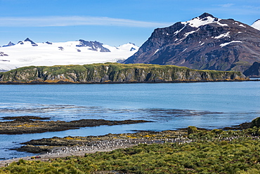 Gentoo penguin (Pygoscelis papua) colony, Prion Island, South Georgia, Antarctica, Polar Regions