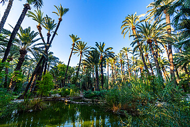 Palm trees, Palmeral (Palm Grove) of Elche, UNESCO World Heritage Site, Alicante, Valencia, Spain, Europe