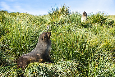 Young Antarctic fur seal (Arctocephalus gazella), Prion Island, South Georgia, Antarctica, Polar Regions