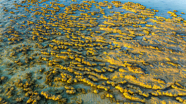 Aerial of the Hamelin Pool stromatolites, Shark Bay, UNESCO World Heritage Site, Western Australia, Australia, Pacific