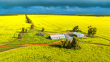 Farm in a rape field in spring blossom, Western Australia, Australia, Pacific