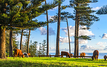 Cows grazing, Norfolk Island, Australia, Pacific