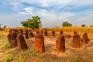 Unesco site Senegambian stone circles, Wassu, Gambia, Africa