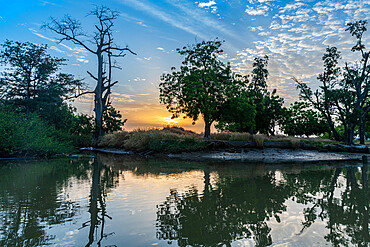 Morning light at the River Gambia National Park, Gambia, Africa