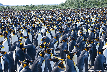 Giant king penguin (Aptenodytes patagonicus) colony, Salisbury Plain, South Georgia, Antarctica, Polar Regions