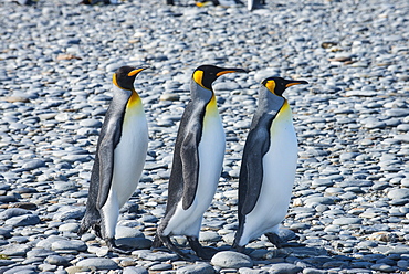 King penguins (Aptenodytes patagonicus), Salisbury Plain, South Georgia, Antarctica, Polar Regions