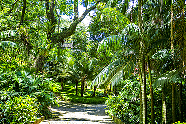 Sitio Roberto Burle Marx site, a landscape garden, UNESCO World Heritage Site, Rio de Janeiro, Brazil, South America