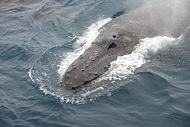 Humpback whale (Megaptera novaeangliae), South Sandwich Islands, Antarctica, Polar Regions