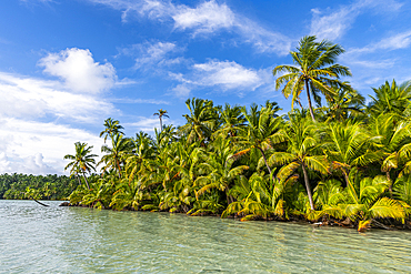 Palm tree grove right at the lagoon, Cocos (Keeling) Islands, Australian Indian Ocean Territory, Australia, Indian Ocean