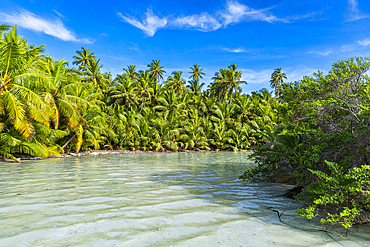 Palm tree grove right at the lagoon, Cocos (Keeling) Islands, Australian Indian Ocean Territory, Australia, Indian Ocean