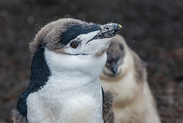 Chinstrap penguin chick (Pygoscelis antarctica) on a black volcanic beach, Saunders Island, South Sandwich Islands, Antarctica, Polar Regions