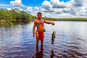 Pheasant fish caught by a Yanomami man, southern Venezuela, South America