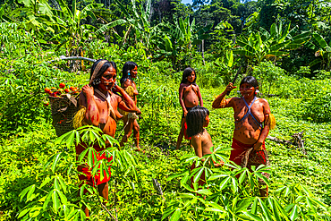 Women standing in a Yam field, Yanomami tribe, southern Venezuela, South America