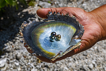 Pearl in a shell with Mother of Pearl, Gaugain Pearl Farm, Rangiroa atoll, Tuamotus, French Polynesia, South Pacific, Pacific