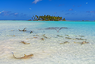 Black tipped reef sharks in the Blue Lagoon, Rangiroa atoll, Tuamotus, French Polynesia, South Pacific, Pacific