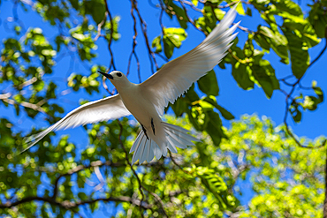 Fairy tern on a little islet in the lagoon of the Rangiroa atoll, Tuamotus, French Polynesia, South Pacific, Pacific