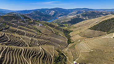 Aerial of the Wine Region of the Douro River, UNESCO World Heritage Site, Portugal, Europe