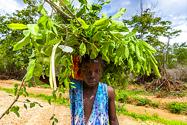 Girl carrying leaves back home, Northern Cameroon, Africa