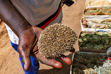 Hedgehog skins, Traditional medicine market, Garoua, Northern Cameroon, Africa