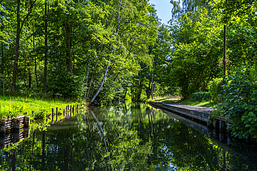 Water channel, UNESCO Biosphere Reserve, Spree Forest, Brandenburg, Germany, Europe