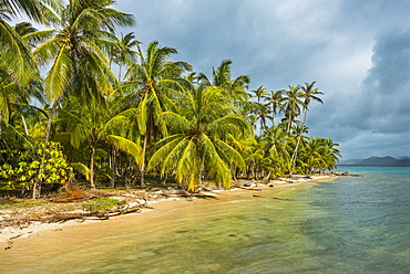 Beautiful palm fringed beach, Achutupu, San Blas Islands, Kuna Yala, Panama, Central America