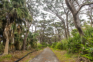 Beautiful road with trees on both sides, Minami Daito, Daito Islands, Japan, Asia