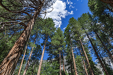 Sequoia trees in the Yosemite National Park, UNESCO World Heritage Site, California, United States of America, North America