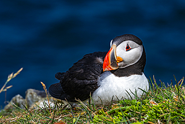 Close up of a Puffin, Puffin bird viewing site in Elliston, Bonavista Peninsula, Newfoundland, Canada, North America