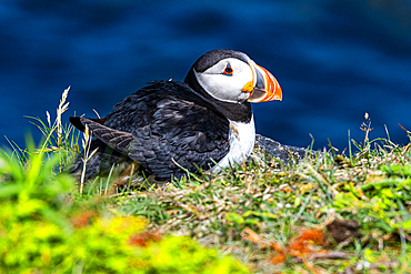 Close up of a Puffin, Puffin bird viewing site in Elliston, Bonavista Peninsula, Newfoundland, Canada, North America