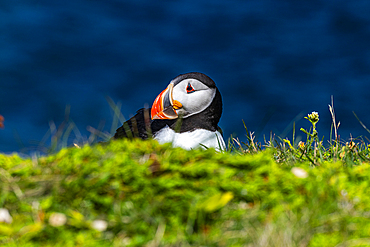 Close up of a Puffin, Puffin bird viewing site in Elliston, Bonavista Peninsula, Newfoundland, Canada, North America