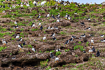 Close up of Puffins, Puffin bird viewing site in Elliston, Bonavista Peninsula, Newfoundland, Canada, North America