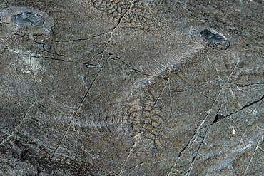 Precambrian fossils, Mistaken Point, UNESCO World Heritage Site, Avalon Peninsula, Newfoundland, Canada, North America