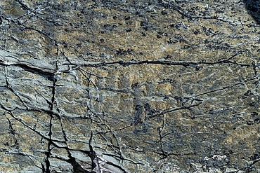 Precambrian fossils, Mistaken Point, UNESCO World Heritage Site, Avalon Peninsula, Newfoundland, Canada, North America