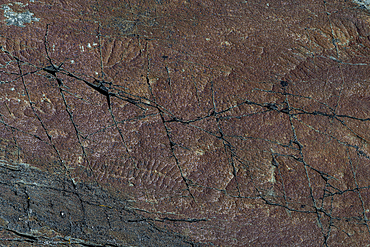 Precambrian fossils, Mistaken Point, UNESCO World Heritage Site, Avalon Peninsula, Newfoundland, Canada, North America