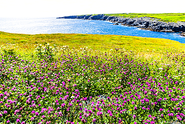 Wilderness area, Mistaken Point, UNESCO World Heritage Site, Avalon Peninsula, Newfoundland, Canada, North America