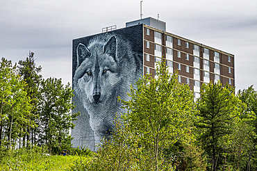 Wolf house painting, Thompson, Manitoba, Canada, North America