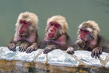 Hot-tubbing monkeys, Hakodate, Hokkaido, Japan, Asia