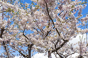 Blooming cherry tree, Motomachi district, Hakodate, Hokkaido, Japan, Asia