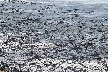 Massive numbers of Cormorants on the sand dunes along the Atlantic coast, Namibe (Namib) desert, Iona National Park, Namibe, Angola, Africa