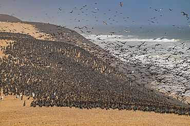 Massive numbers of Cormorants on the sand dunes along the Atlantic coast, Namibe (Namib) desert, Iona National Park, Namibe, Angola, Africa