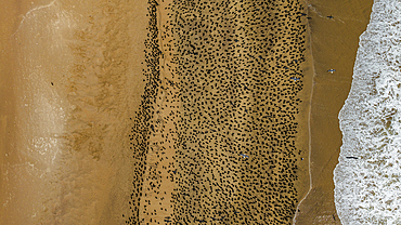 Aerial of massive numbers of Cormorants on the sand dunes along the Atlantic coast, Namibe (Namib) desert, Iona National Park, Namibe, Angola, Africa