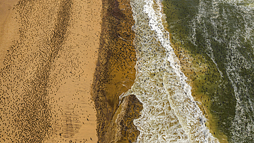 Aerial of massive numbers of Cormorants on the sand dunes along the Atlantic coast, Namibe (Namib) desert, Iona National Park, Namibe, Angola, Africa