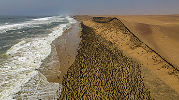 Aerial of massive numbers of Cormorants on the sand dunes along the Atlantic coast, Namibe (Namib) desert, Iona National Park, Namibe, Angola, Africa