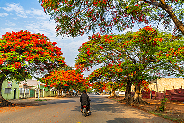 Beautiful blooming trees in Luena, Moxico, Angola, Africa